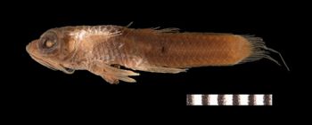 Media type: image;   Ichthyology 6839 Aspect: lateral,description